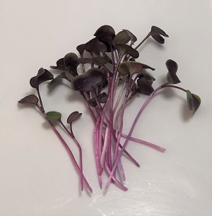 Rambo Radish Microgreens Growing Puerto Rico