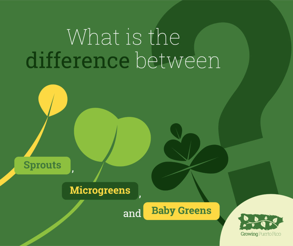 What is the difference between sprouts, microgreens, and baby greens?
