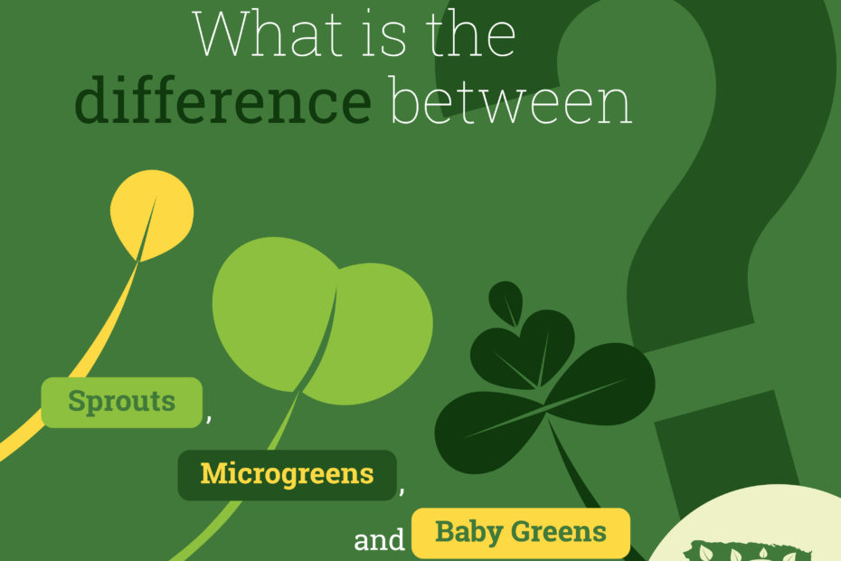 What are microgreens and how are they different than sprouts or baby vegetables?