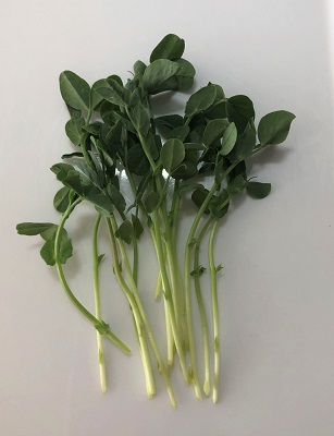 Sugar Pea microgreens