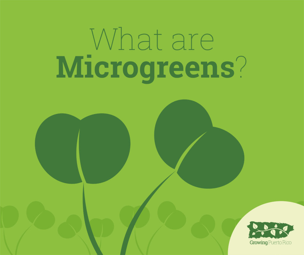 What are Microgreens?