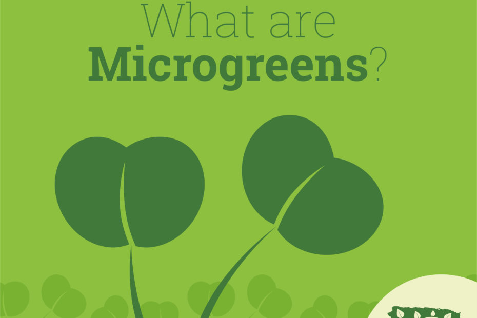 What are Microgreens?