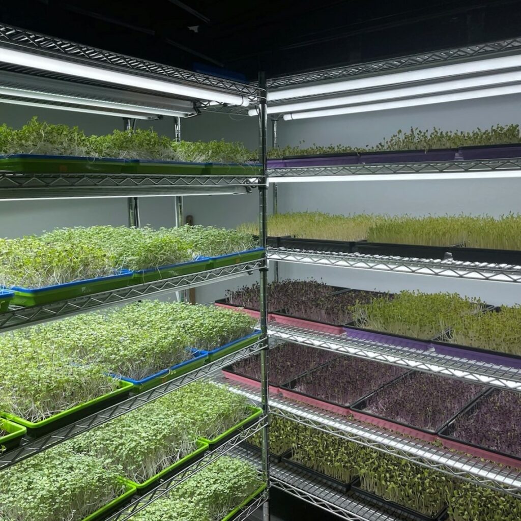 Growing Puerto Rico Microgreens in climate controlled grow room