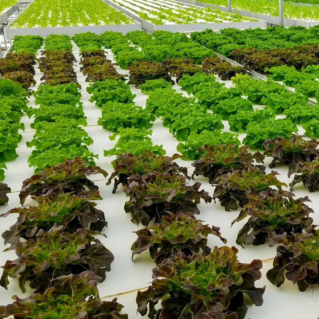 Growing Puerto Rico lettuce growing in climate controlled greenhouse