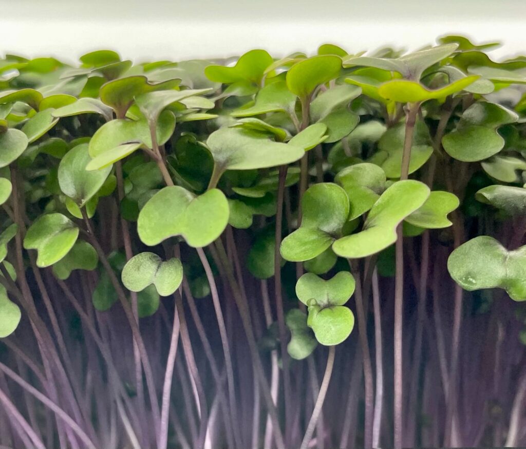 Asian Cabbage Bok Choi microgreens Growing Puerto Rico