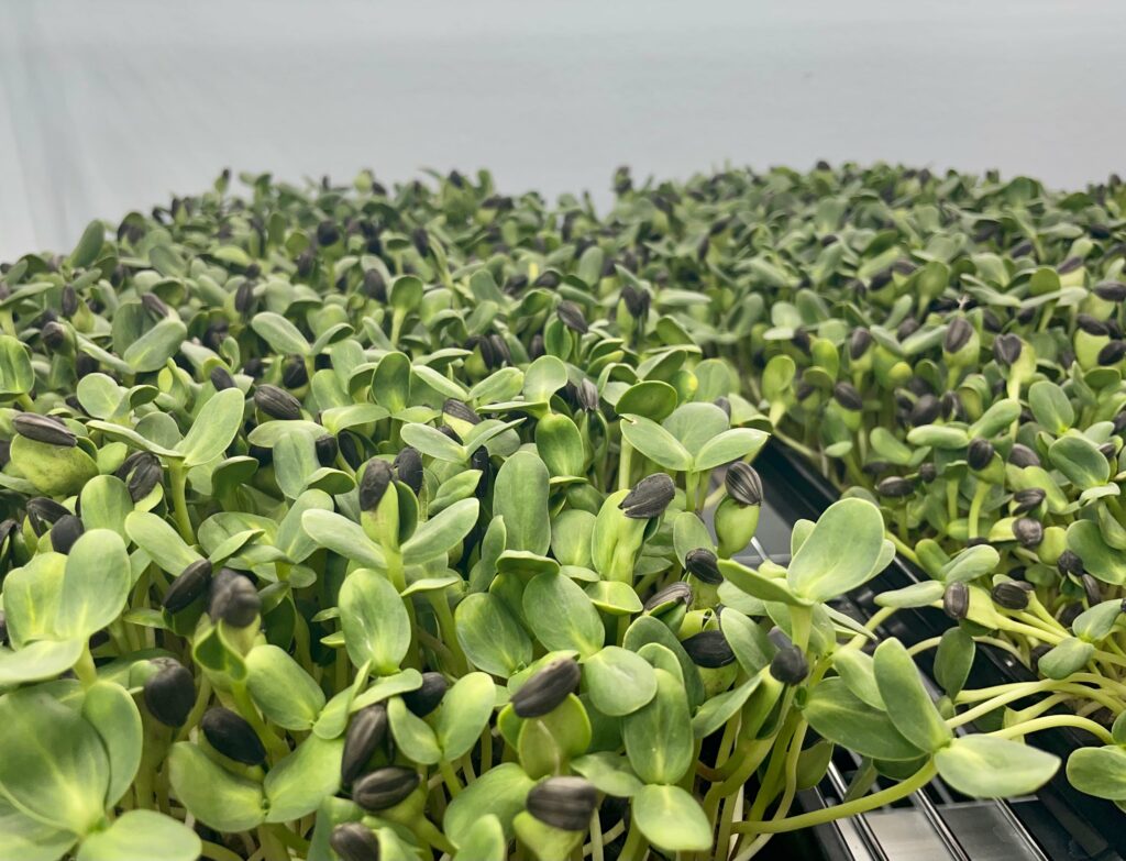 Sunflower microgreens Growing Puerto Rico.