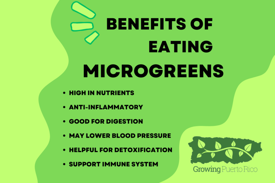Benefits of eating microgreens - Growing Puerto Rico blog post